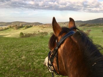 Horse in a field