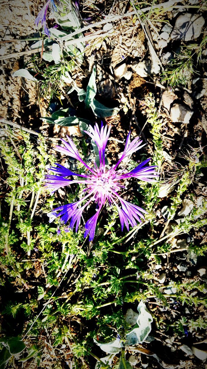 flower, purple, growth, freshness, fragility, plant, beauty in nature, nature, high angle view, leaf, blooming, petal, field, flower head, in bloom, close-up, green color, day, no people, outdoors