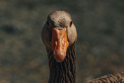 Close-up portrait of a bird