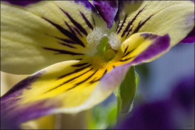 Close-up of yellow flower blooming outdoors