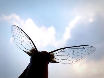 Close-up of butterfly on hand against sky