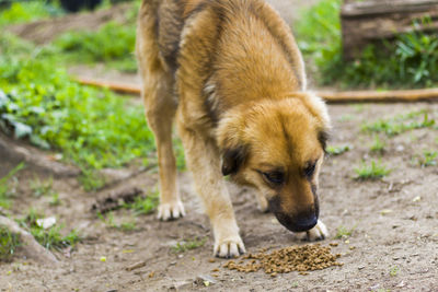 Ginger street dog and dog food, dry dog food, eating scene
