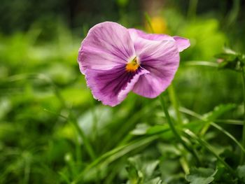 Close-up of pink flowering plant