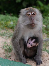 Portrait of monkey sitting outdoors