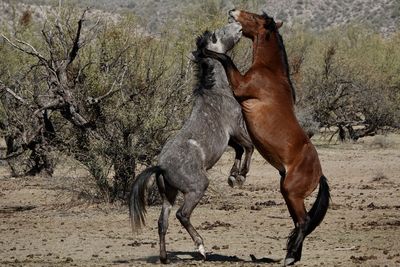 Two wild horses of the salt river desert wilderness run and splash in the river.