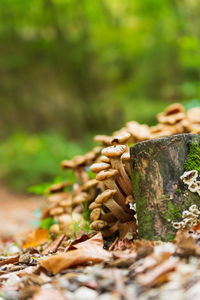 Close-up of mushroom growing on tree trunk