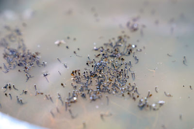 High angle view of decoration on floor