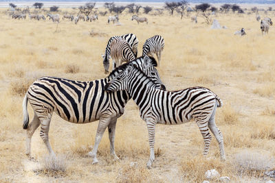 Zebra standing with zebras