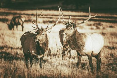 Stags standing on field