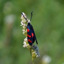 Close-up of butterfly pollinating on flower