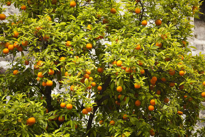 Fruits growing on tree