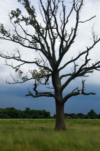 Trees on grassy field