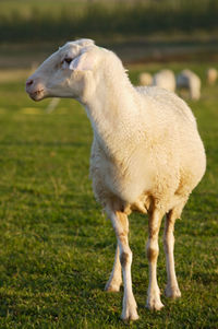 Side view of sheep on field