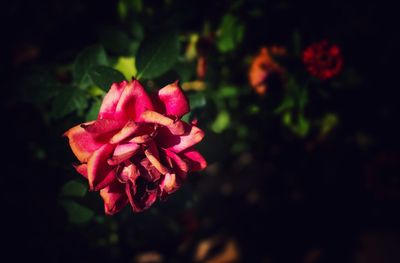 Close-up of red flower blooming at night