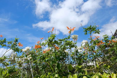 Low angle view of flowers against sky