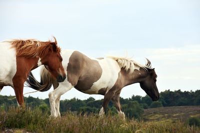 Wild horses on field against sky