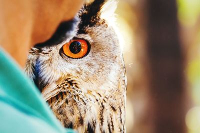 Close-up of bird