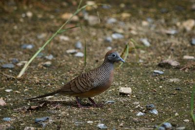 Close-up of a bird on land