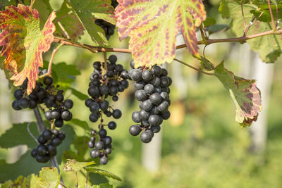 Close up of ripe red grapes ready for autumn harvest in south styria-austria.