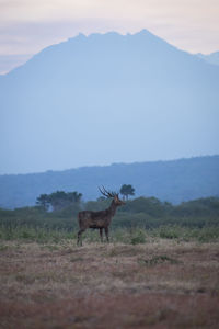 Deer on a field