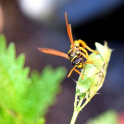 Close-up of insect on plant