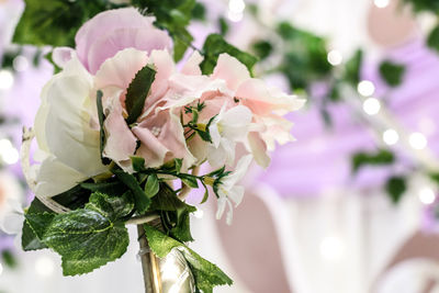 Close-up of pink flowering plant