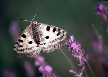 Close-up of butterfly perching on plant