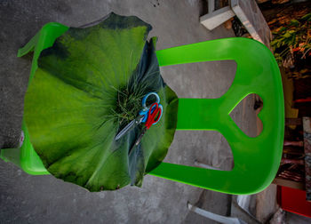 High angle view of insect on leaf