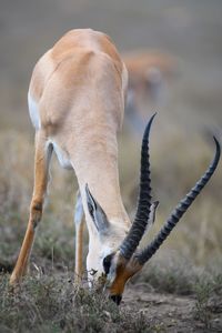 Close-up of deer on field