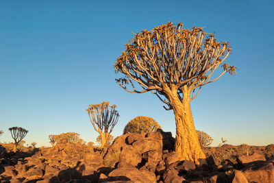 Quiver tree forest in southern namibia taken in january 2018