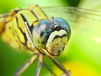 Close-up of insect