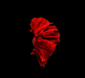 Close-up of red flower against black background