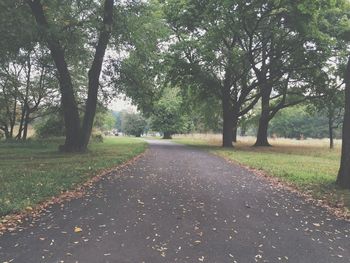 Road passing through forest