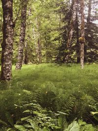 Trees in forest