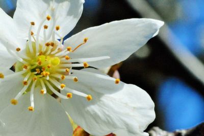 Close-up of white flower