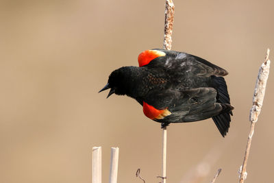 Close-up of bird perching