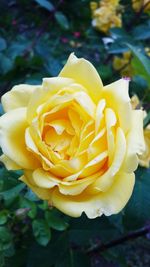 Close-up of yellow rose