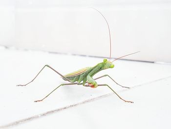 Close-up of grasshopper on leaf