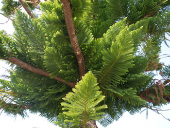 Low angle view of pine tree