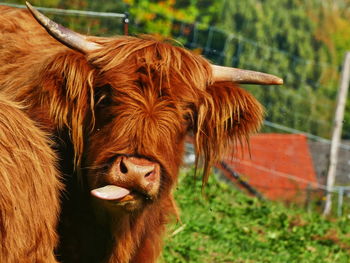 Close-up of a cow