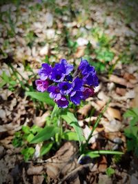 Close-up of purple flowering plant on field