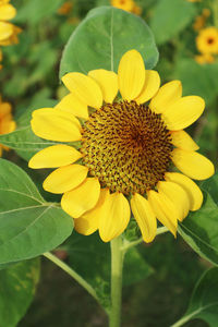 Close-up of yellow flowering plant