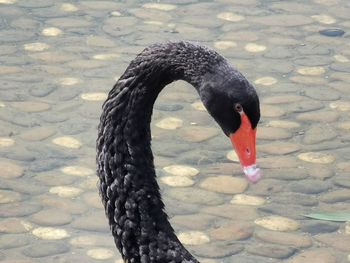 High angle view of swan