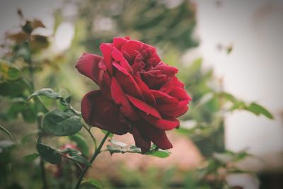 Close-up of red flower blooming outdoors