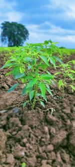 Close-up of small plant growing on field against sky