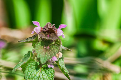 Close-up of purple flowering plant