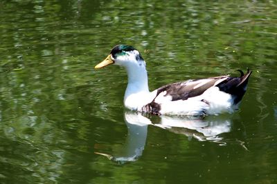 Duck swimming in lake