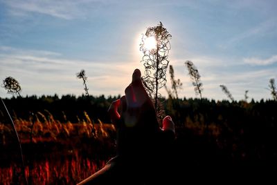 Cropped hand reaching plant against sky during sunset