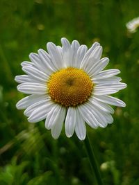 Close-up of white daisy flower