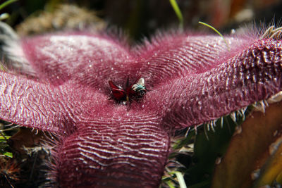 Close-up of insect on pink flower